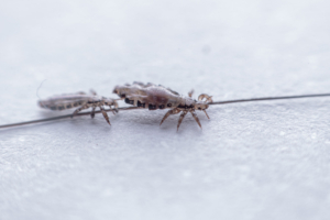 head lice on a strand of human hair