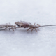 head lice on a strand of human hair