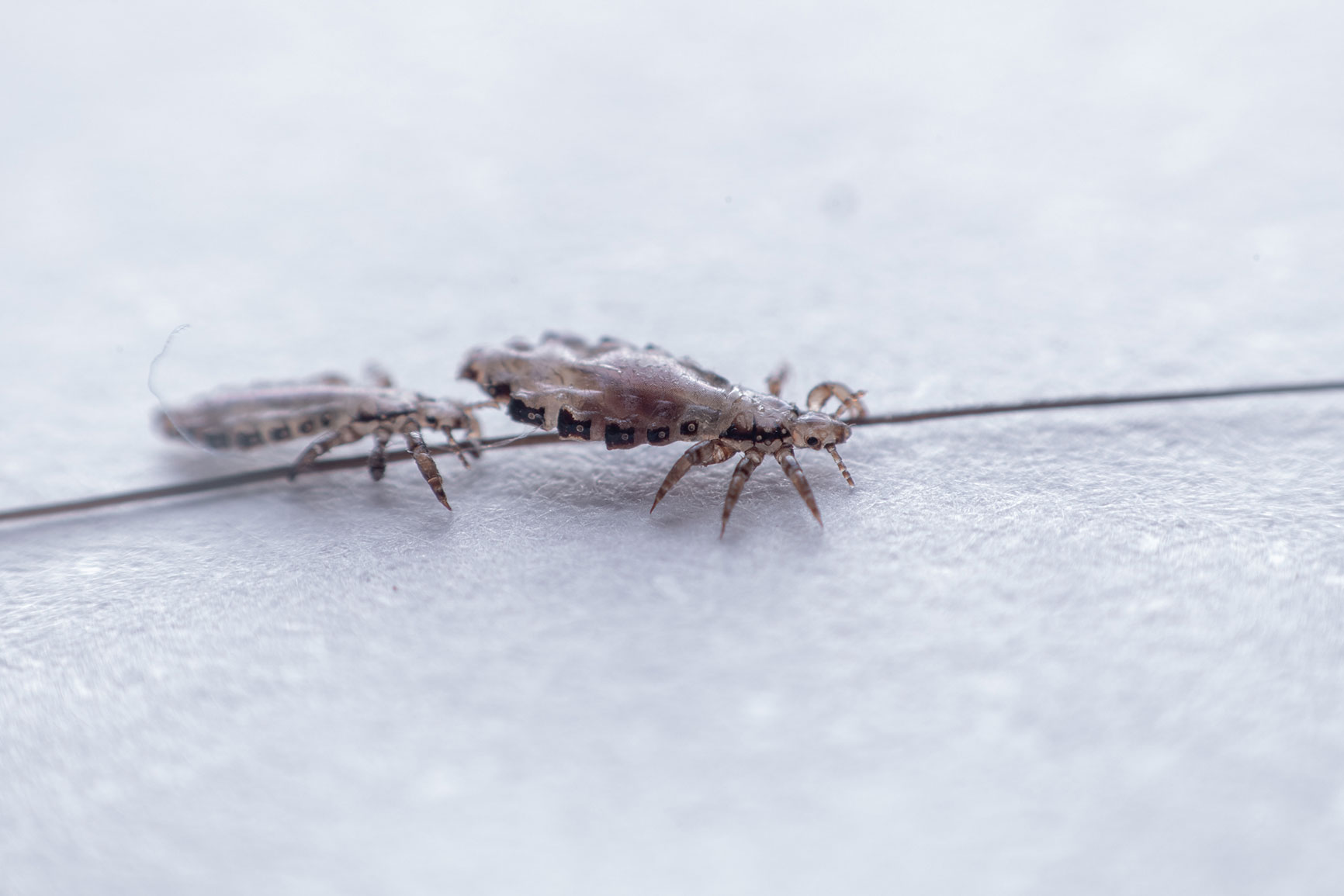 Are There Different Species of Head Lice? | Lice Clinic Quad Cities
